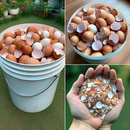 Eierschalen in Behälter zur Aufbewahrung vor dem Mahlen für Tomatenerde